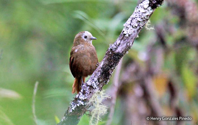peruvian_wren
