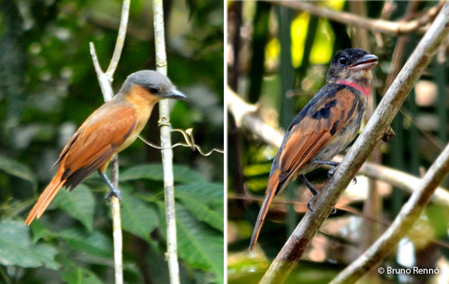 pink-throated_becard