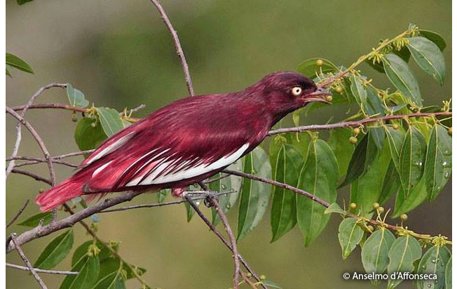 pompadour-cotinga-2.jpg