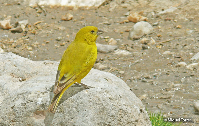puna_yellow-finch
