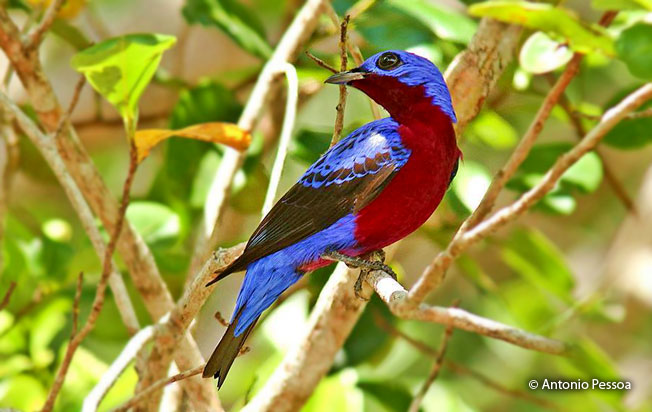 Purple-breasted Cotinga