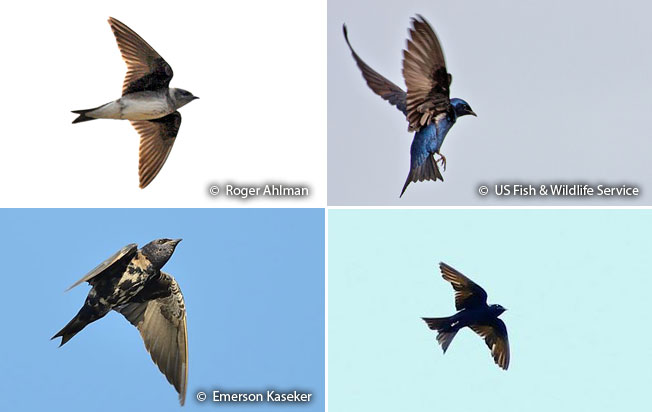purple_martin