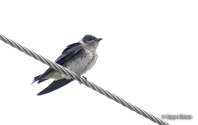 purple_martin