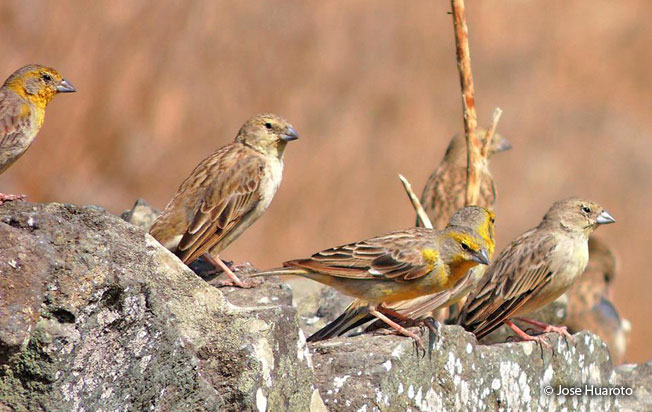 raimondi's_yellow-finch