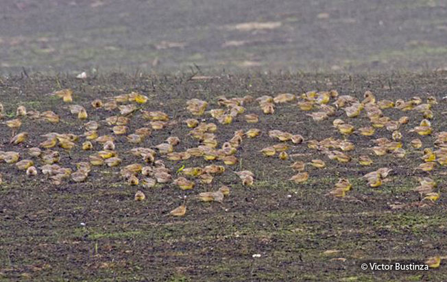 raimondi's_yellow-finch