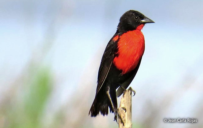red-breasted-blackbird