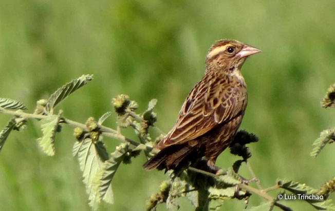 red-breasted-blackbird
