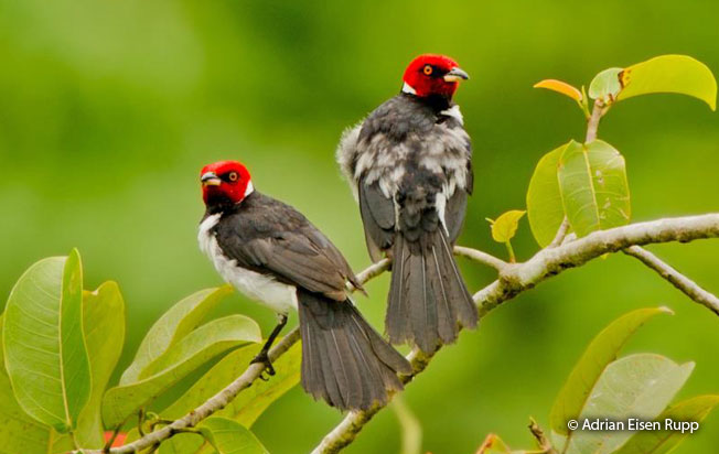 red-capped_cardinal