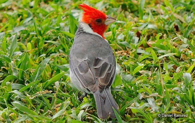 red-crested_cardinal