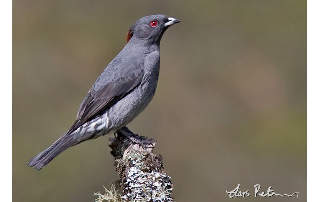 red-crested_cotinga