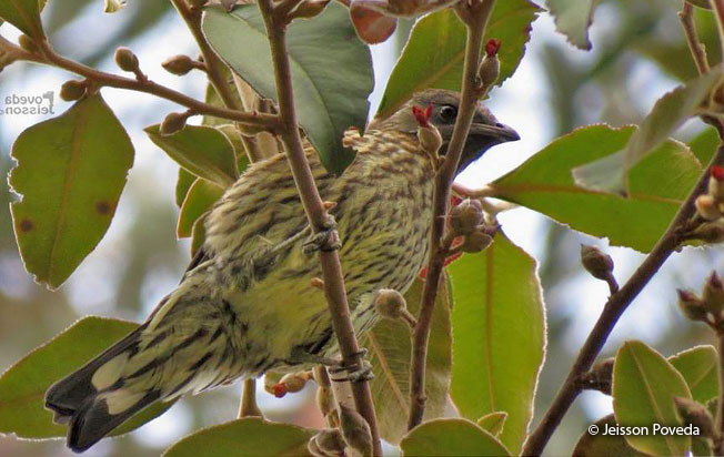 red-crested_cotinga