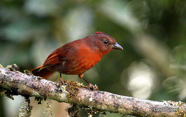 red-crowned_tanager