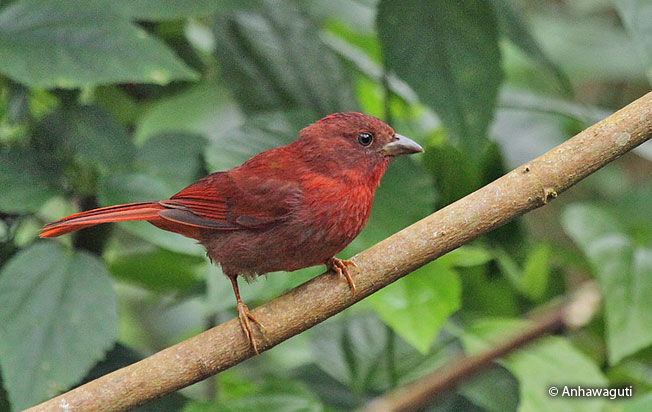 red-crowned_tanager