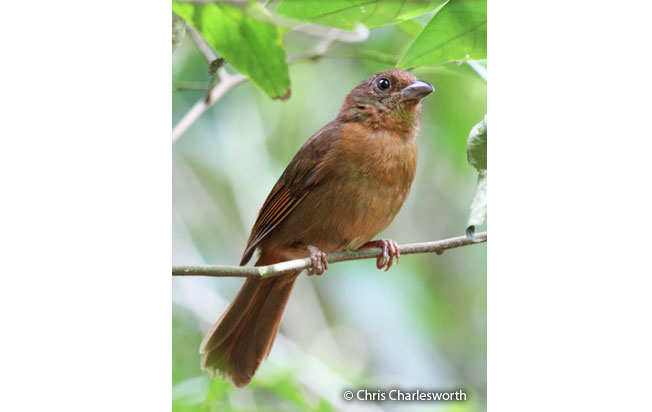 red-crowned_tanager