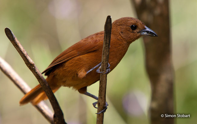 red-crowned_tanager