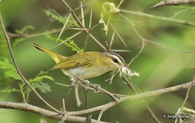 red-eyed_vireo