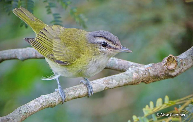 red-eyed_vireo