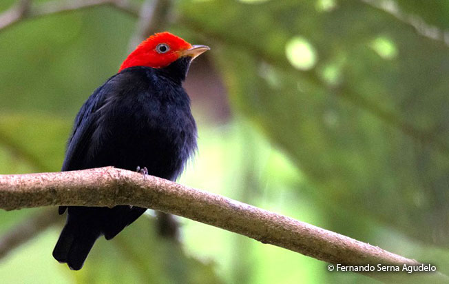 Forbedre Jeg er stolt Tilbageholdenhed Red-headed Manakin (Ceratopipra rubrocapilla) - Peru Aves