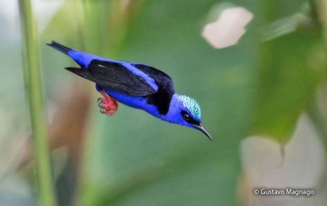 red-legged_honeycreeper