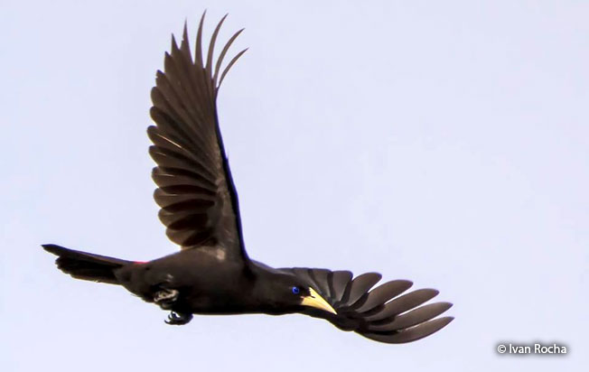 red-rumped_cacique