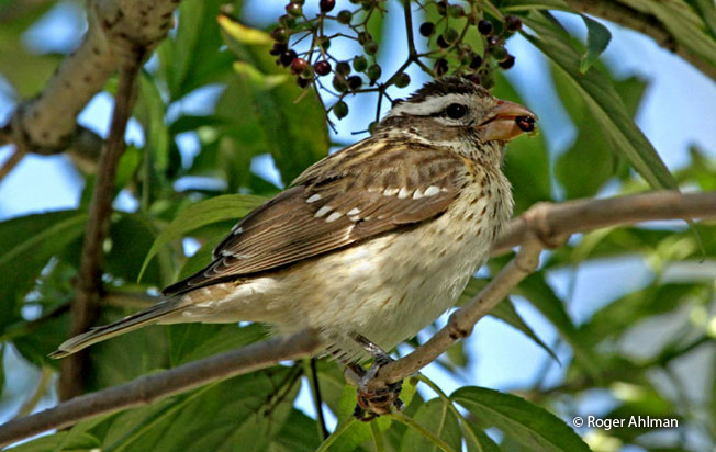 rose-breasted_grosbeak