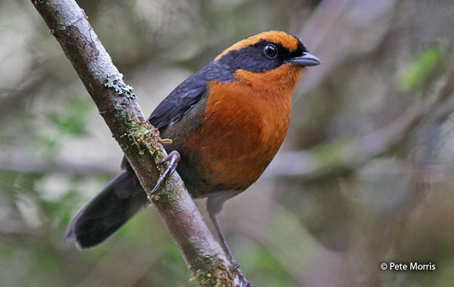 rufous-browed_hemispingus
