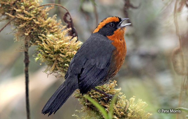 rufous-browed_hemispingus