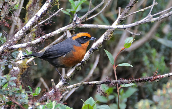 rufous-browed_hemispingus