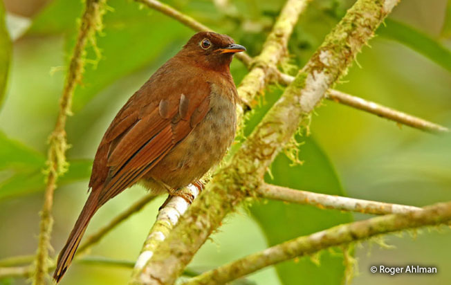 rufous-brown_solitaire