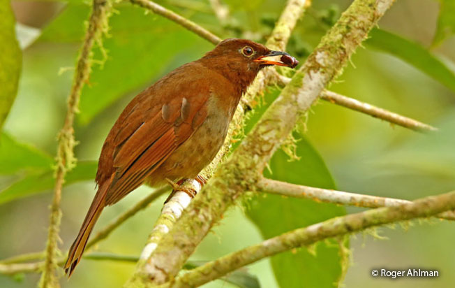 rufous-brown_solitaire