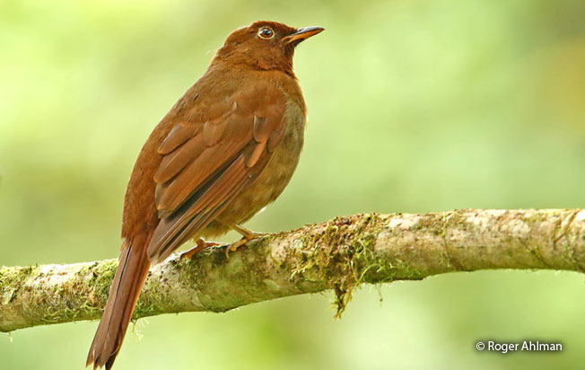 rufous-brown_solitaire