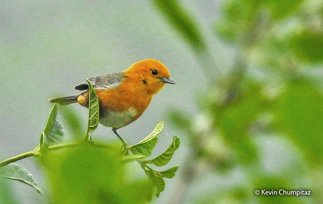 rufous-chested_tanager