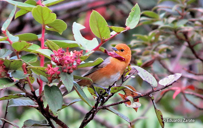 rufous-chested_tanager
