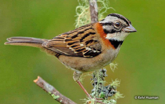 rufous-collared-sparrow