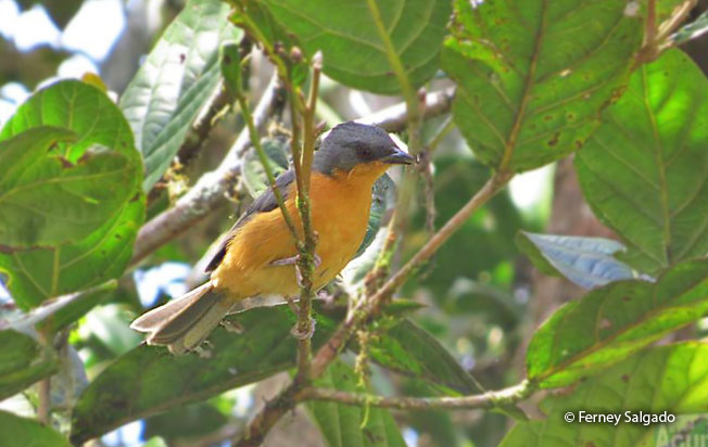 rufous-crested_tanager