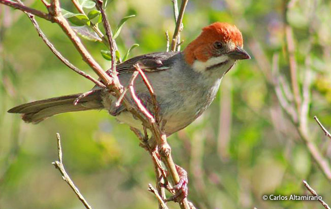 rufous-eared-brush-finch