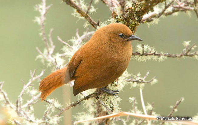 rufous_wren