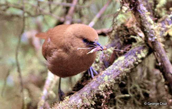 rufous_wren