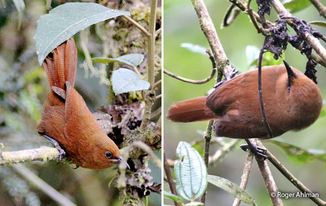 rufous_wren