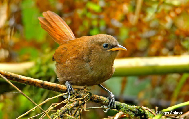 rufous_wren