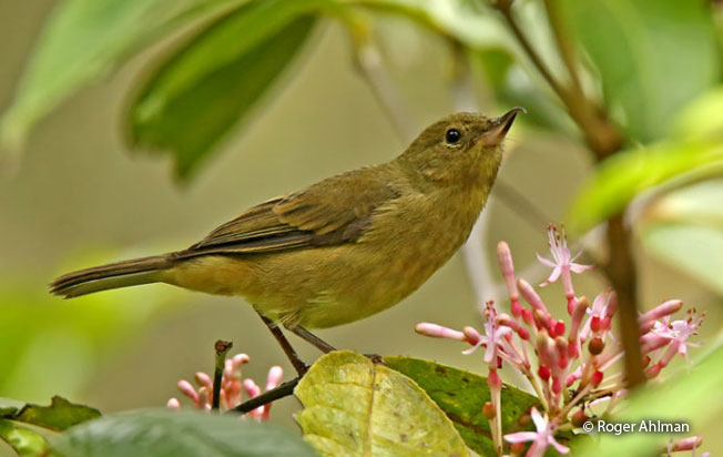 rusty_flowerpiercer