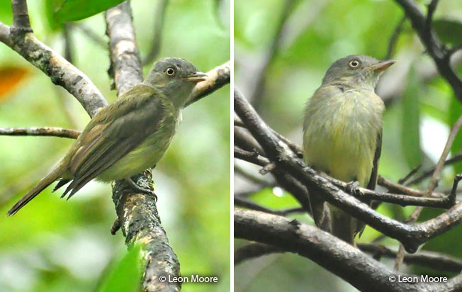 saffron-crested_tyrant-manakin