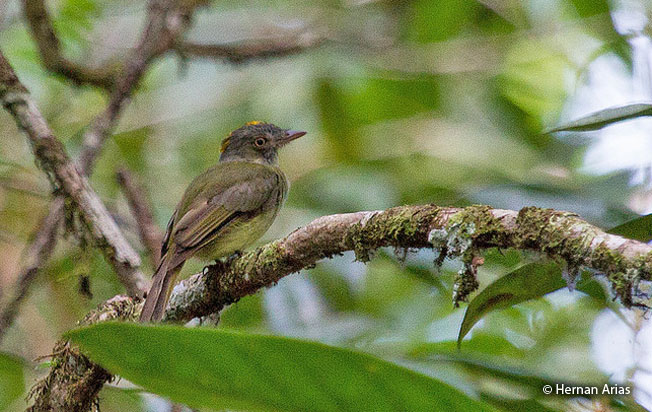 saffron-crested_tyrant-manakin