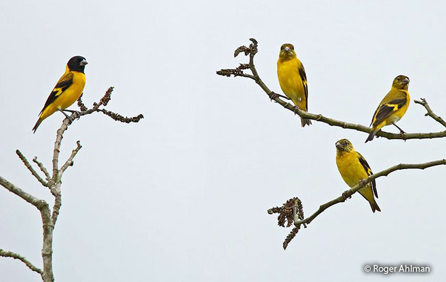 saffron_siskin