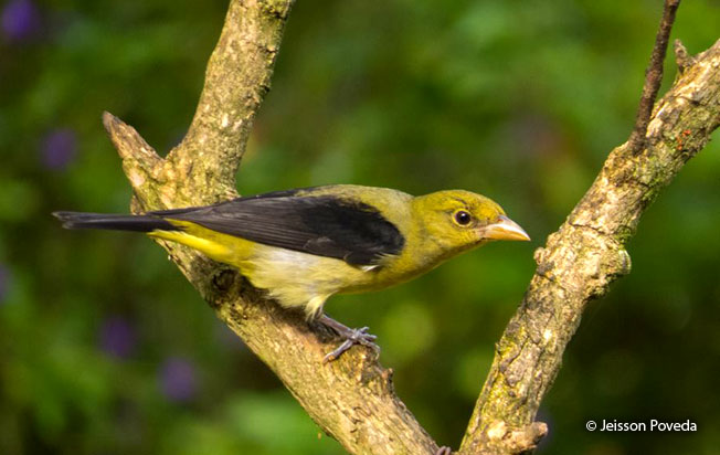 scarlet_tanager