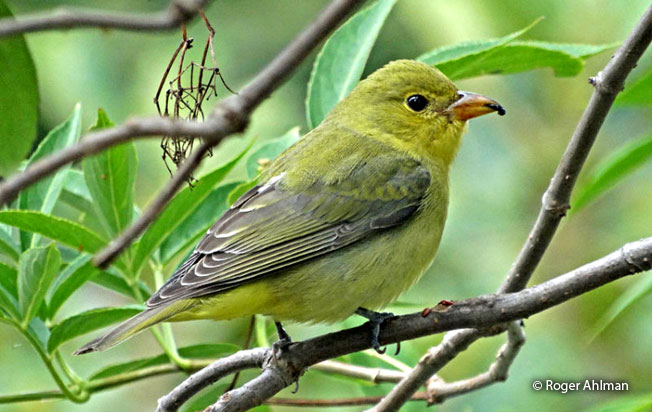 scarlet_tanager