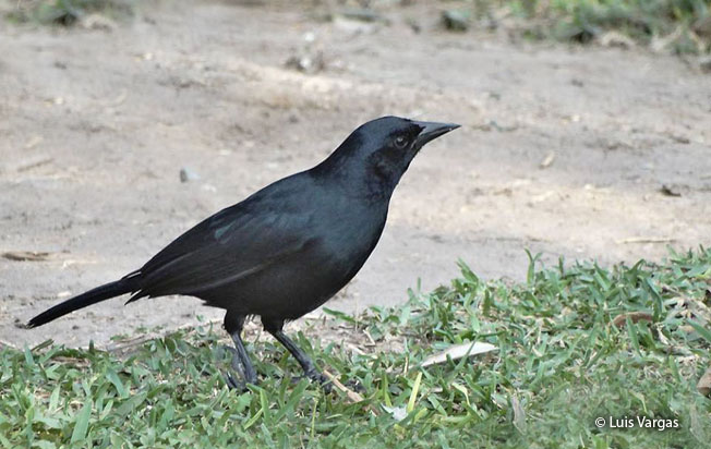 scrub_blackbird