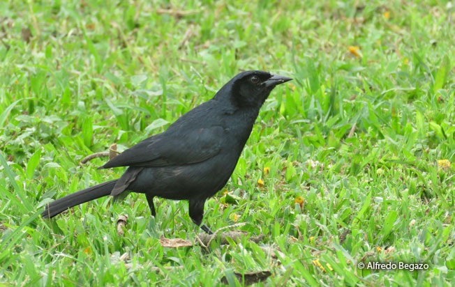 scrub_blackbird