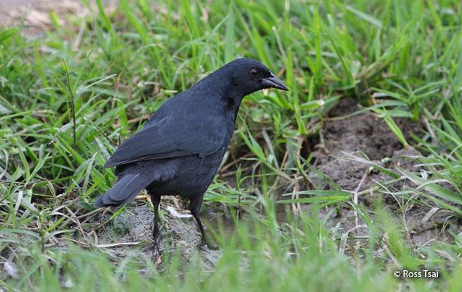 scrub_blackbird