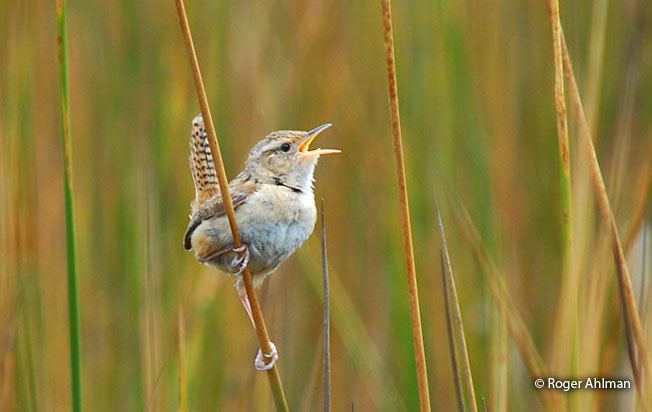 sedge_wren